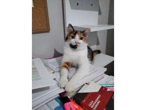 Çok sevimli kedimize bir ömürlük yuva arıyoruz