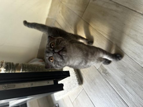 Safkan scottish fold 2 aylık erkek