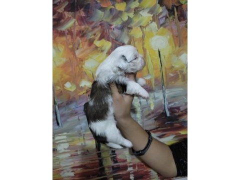 Dişi shih tzu bebeklerim