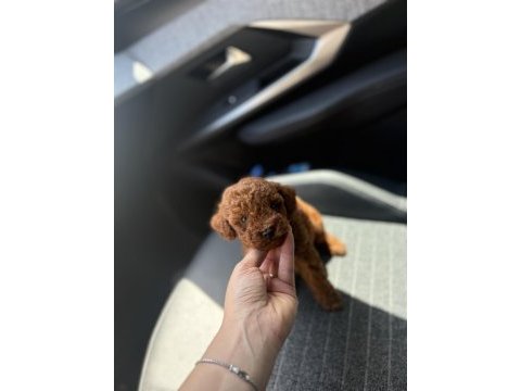 Kore kan red toy poodle yavrularım 