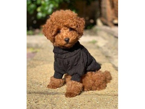 Toy poodle köpekler mersin