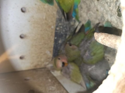 Yavru ve takım sevda papağanları