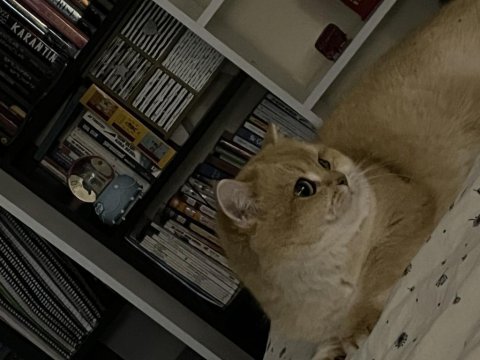 Yetişkin kısır olmayan dişi ny12 şecereli british shorthair