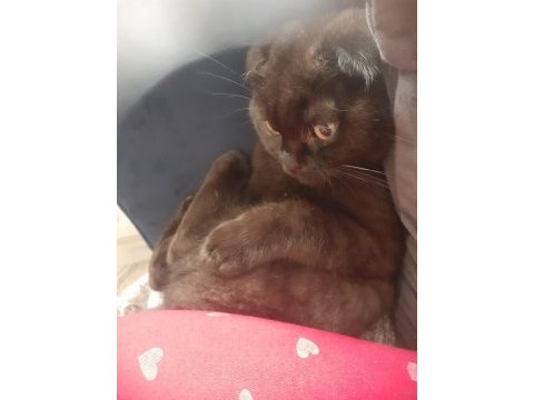 Scottish fold gecemiz yeni evini arıyor