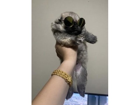 Pomeranian erkek prens