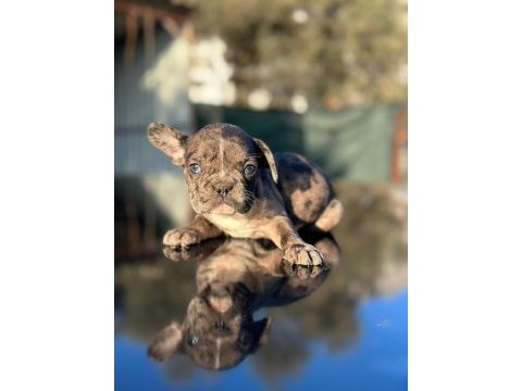 Güzeller güzeli merle ve blue fawn french bulldog yavrular