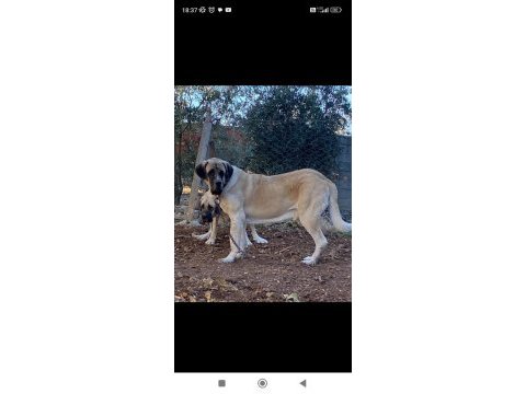 Malaklı yavru kangal erkek orjinal