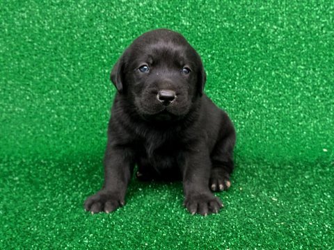 Labrador retriever yavrular