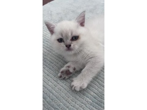 British shorthair blue point yavru kedim