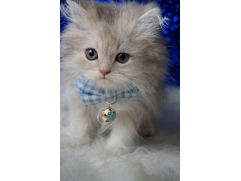 Safkan blue golden british bebek