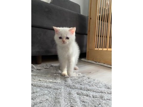 Maviş gözlü british shorthair kızlarım