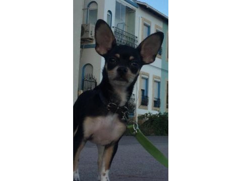 7 aylık chihuahua erkek küçük ırk siyah renk