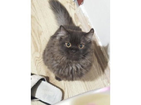 Nadir bulunan kedi türü chocolate british longhair