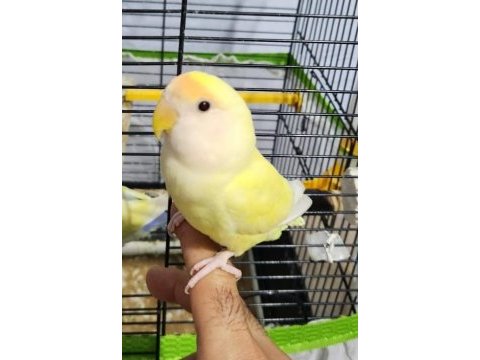 Hazır takım sevda papağanı