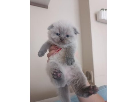 Şecere kaydı ve istanbul şampiyonluk geni olan kedimiz