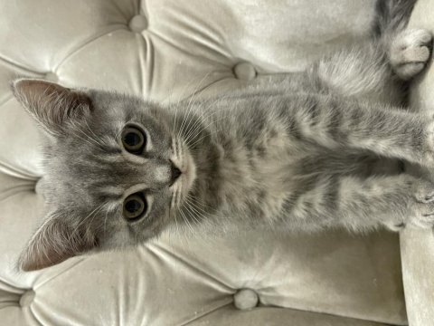 Sahiplendirme british shorthair