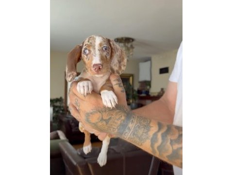 Mavi göz chocolate merle dapple özel köpeğimiz garantili