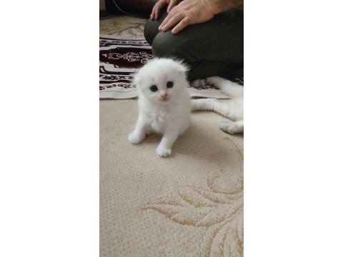 Köpük balım scottish fold