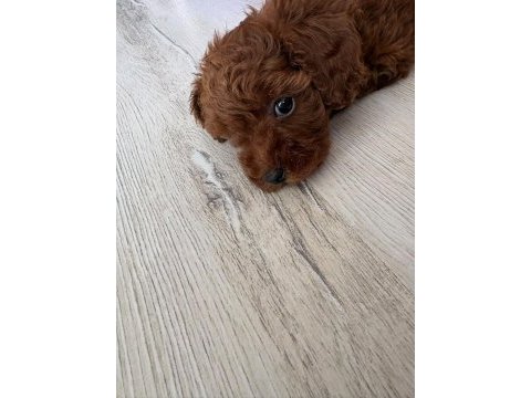 Kore toy poodle yavrusu