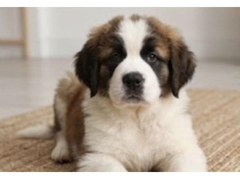 Sevgi dolu saint bernard yavruları yeni yuvalarını arıyor