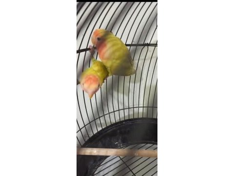 Sevda papağanı çift