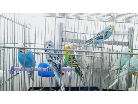 Yavru ve yetişkin muhabbet kuşu
