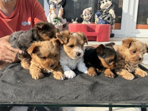 Petmode köpek çiftliğinden tea cup morkie yavrular
