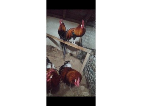 Oragondi - orman tavuğu