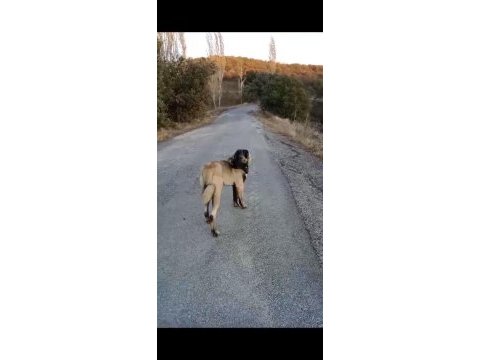 Panter soyu kangal dişi