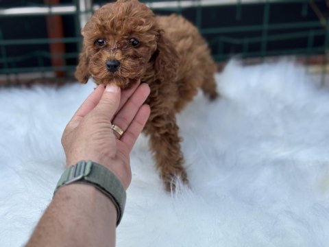 Petmode köpek çiftliğinden kore toy poodle