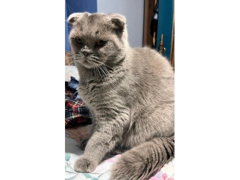 Erkek 1.5 yaşında kısırlaştırılmamış scottish fold