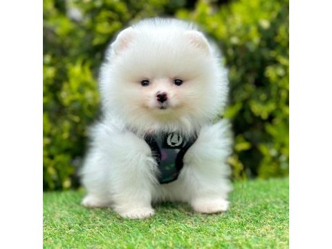 Sevimli pomeranian boo yavrularımız