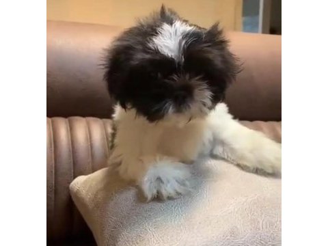 3 aylık dişi shih tzu (mersin)
