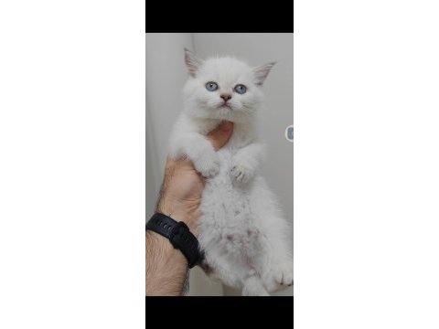 British shorthair kedisi