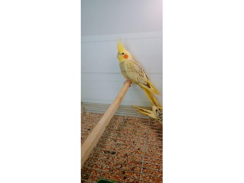 Sultan papağanı yavru süper kondisyonda