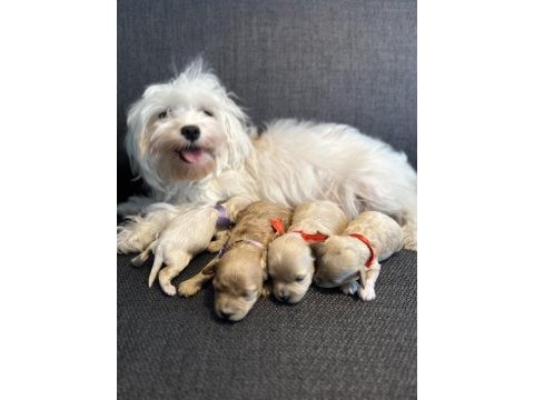 En küçük maltipoo (kore)