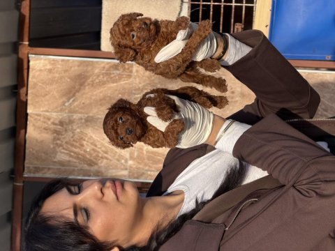 Kore poodle yavrularımız 