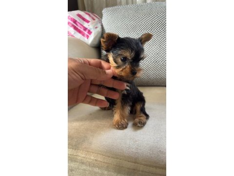 Yorkshire terrier yavru köpeklerimiz
