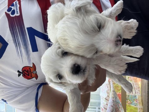 40 günlük sıfır numara terrier