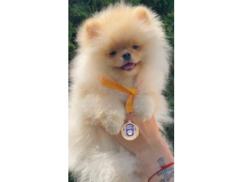 Fcı export sçr li pomeranian yavrular petmode den
