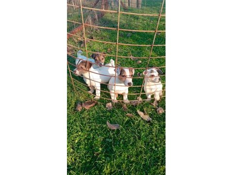 Jack russell yavrular