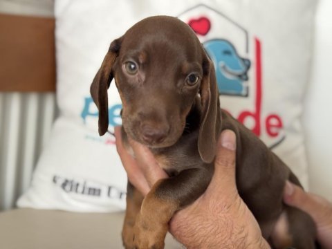 Petmode köpek çiftliğinden dachshund yavrumuz