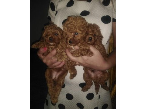 Küçük boy toy poodle değerlendirmeden geçmeyin