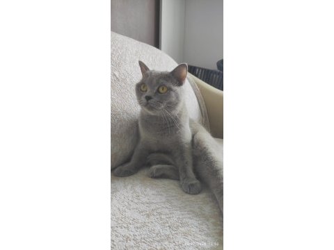 Sahiplendirme british shorthair