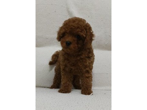 Toy poodle yavru köpeği