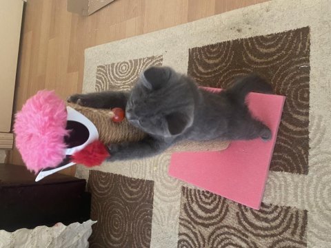 2 aylık gri erkek british shorthar yavru