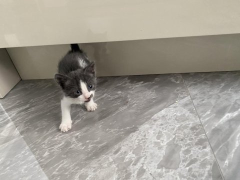 1,5 aylık yavru kedimiz acil yuva