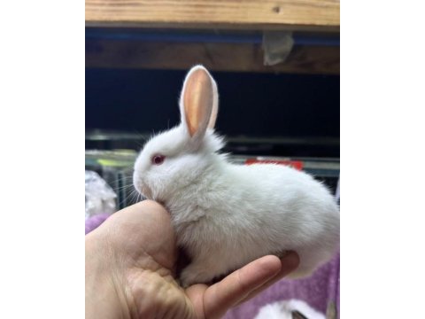 Cüce netherland dwarf yavru tavşanlar
