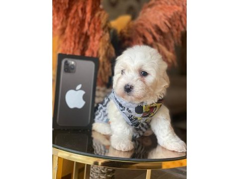 Safkan orijinal maltipoo yavrularımız