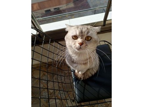 Scottish fold erkek